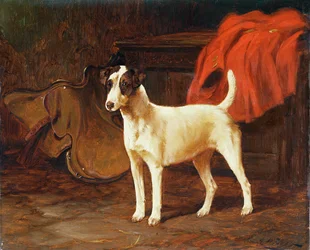 Fox Terrier in una stalla